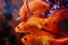 Bisakah Ikan Mas Hidup di Akuarium Tanpa Filter? Simak Penjelasannya