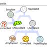 Perbedaan antara Leukoplas, Kromoplas, dan Krolopas