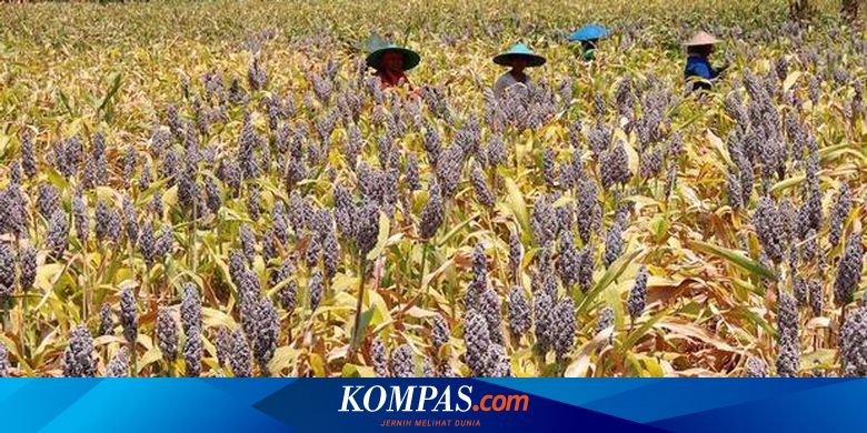  Budidaya  Sorgum  Cocok di NTT