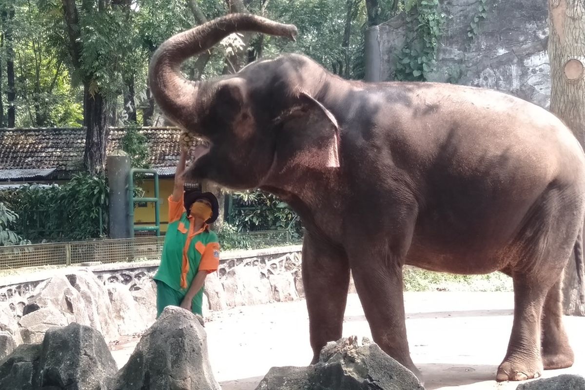 petugas sedang memberi makan satwa gajah saat simulasi pembukaan Taman Margasatwa Ragunan, Kamis (11/6/2020)