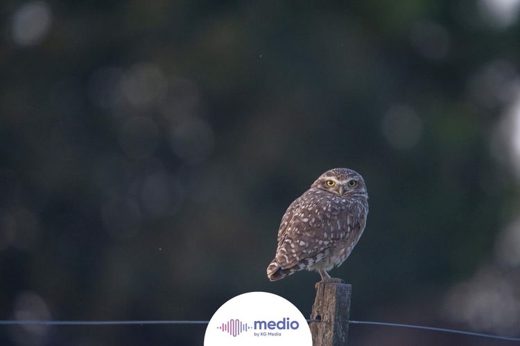 Burung hantu adalah hewan yang sering dikaitkan dengan mitos-mitos dan hal mistis.