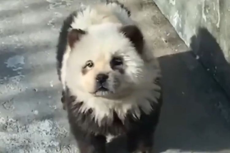 Tangkapan layar anjing diubah menyerupai panda oleh Kebung Binatang Taizhou di China.