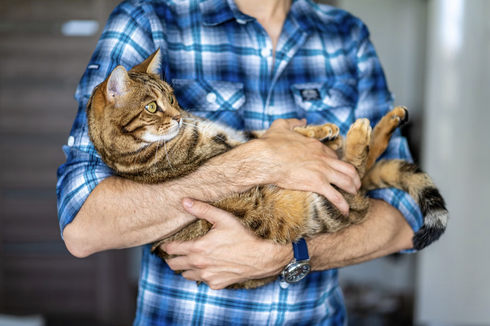 5 Tips Penting bagi Anda yang Baru Memelihara Kucing