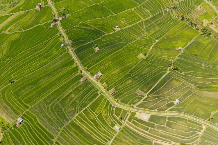 Ilustrasi lahan pertanahan