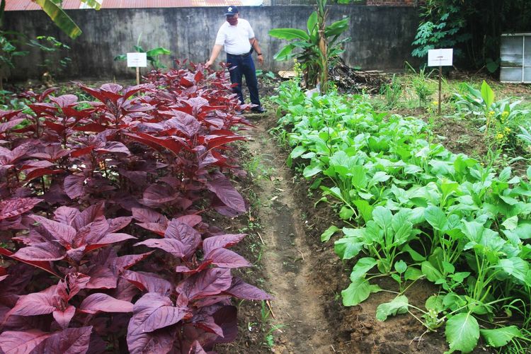 Tanaman sayur di komplek Bumi Sako Damai (BSD), Kecamatan Sako, Palembang, Sumatera Selatan, disiapkan warga sebagai salah satu ketahanan pangan.
