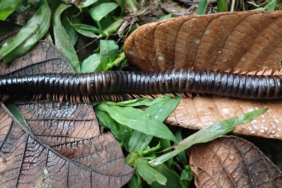 Kaki seribu raksasa yang ditemukan kembali di hutan Madagaskar