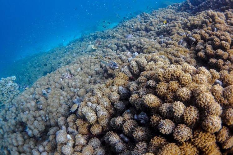 Spot snorkeling di Desa Yenbuba