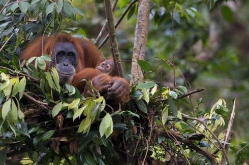 Wisata Bukit Lawang Sumut, Lihat Orangutan hingga Masuk Goa Kelelawar