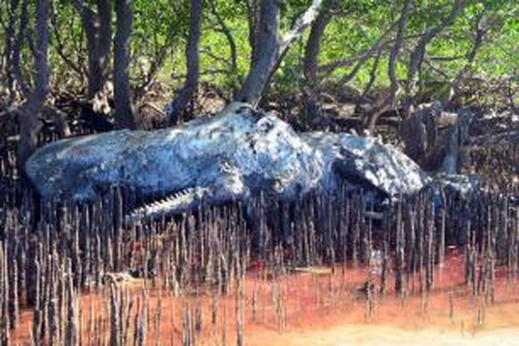 Seekor ikan paus berukuran panjang sekitar 15 meter terdampar di pantai Siau, Kabupaten Sitaro, Sulawesi Utara.