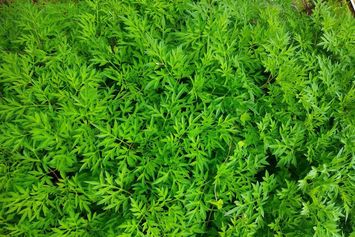 Manfaat Daun Kenikir: Daun Ajaib yang Menyembuhkan