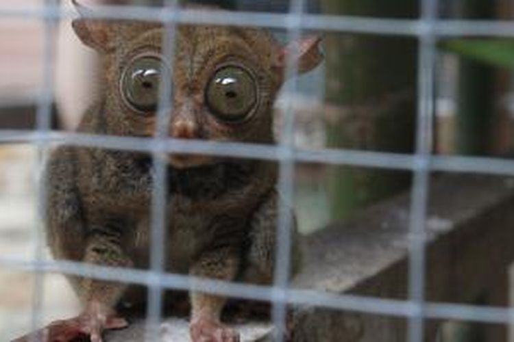 Monmon (Tarsius Bancanus Saltator) mengambil ancang-ancang untuk menyambar belalang yang disodorkan pengunjung di Kantor Disbudpar Belitung Timur, Manggar, Provinsi Kepulauan Bangka Belitung, Senin (23/11/2015).