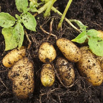 Ilustrasi menanam kentang, budidaya kentang. 