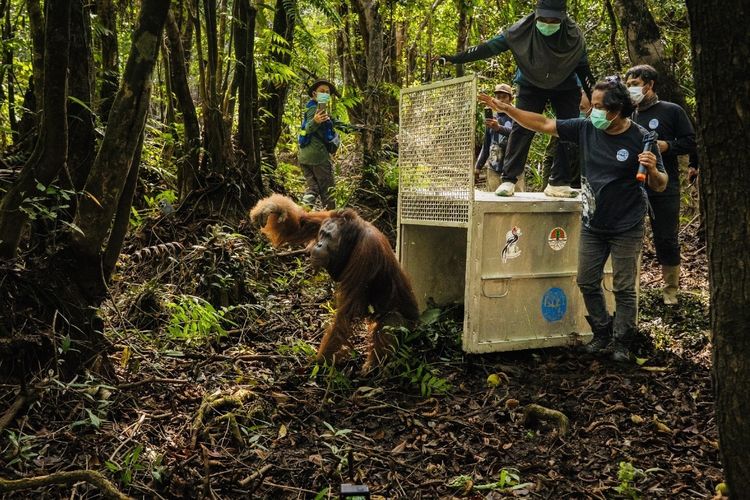 Terancam Karhutla, Orangutan 