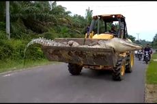 [VIDEO] 5 Kemunculan Buaya yang Bikin Geger, Berukuran Raksasa hingga Telan Warga