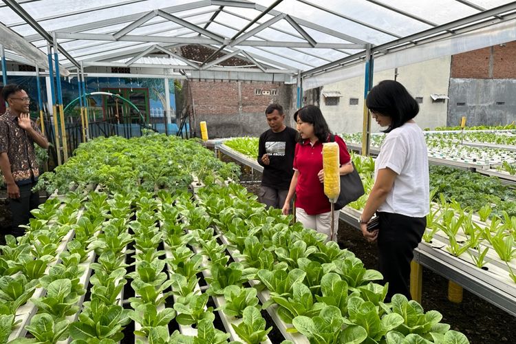 Perwakilan Perhimpunan Hotel Restoran Indonesia Badan Pimpinan Cabang (PHRI BPC) Surakarta meninjau salah satu kebun sayuran hidroponik milik anggota Komunitas Wadah Sayur Indonesia (WSI) di Solo, Jawa Tengah pada Senin (10/11/2024) sore.