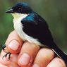 Peneliti Temukan Jenis Burung Berrypecker Baru dari Papua Barat