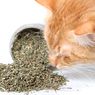 Apakah Semua Kucing Menyukai Tanaman Catnip?