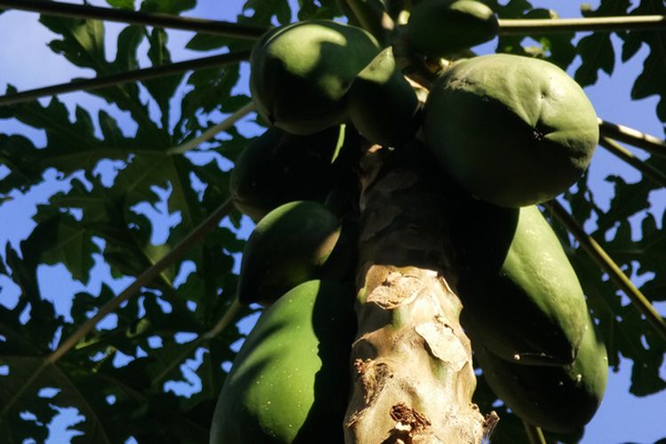 Ilustrasi pohon pepaya california.