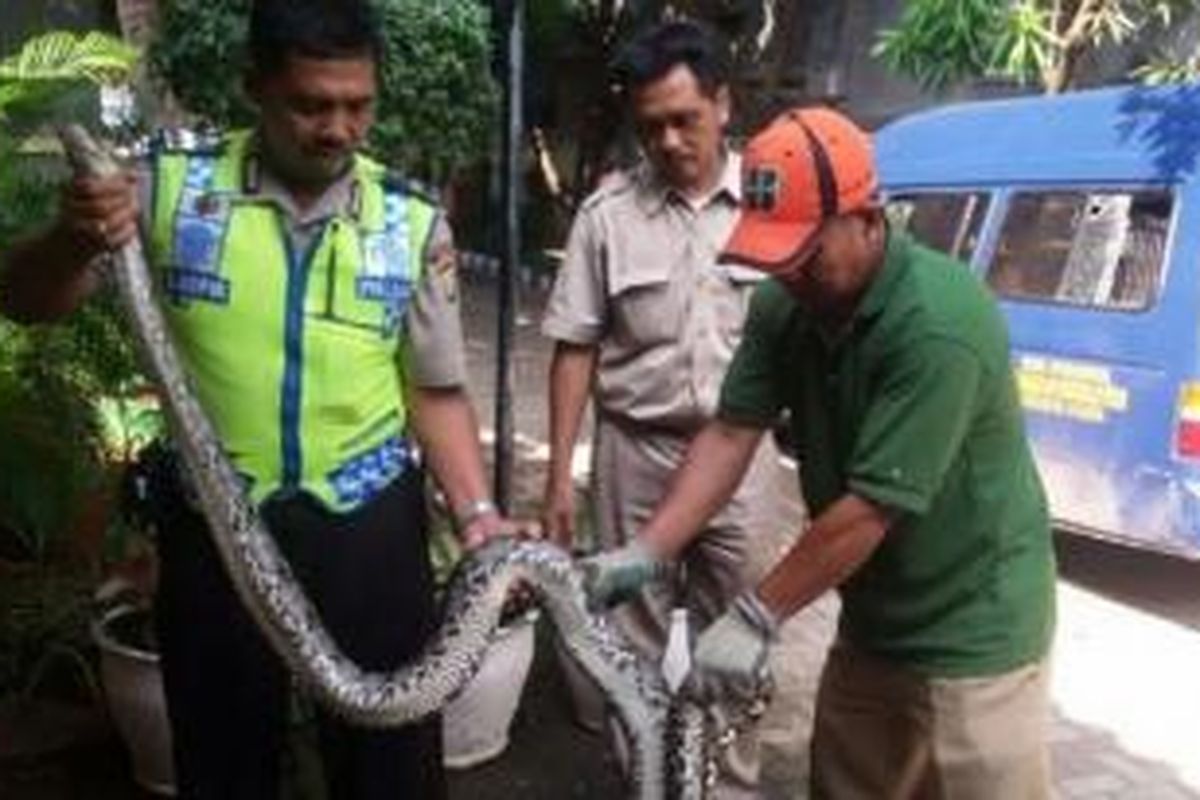 Ular sanca sepanjang 5 meter dan berdiameter 10 sentimeter ditemukan warga di RW 06, Kelurahan Rawa Badak Selatan, Koja, Jakarta Utara, Kamis (11/6/2015). 