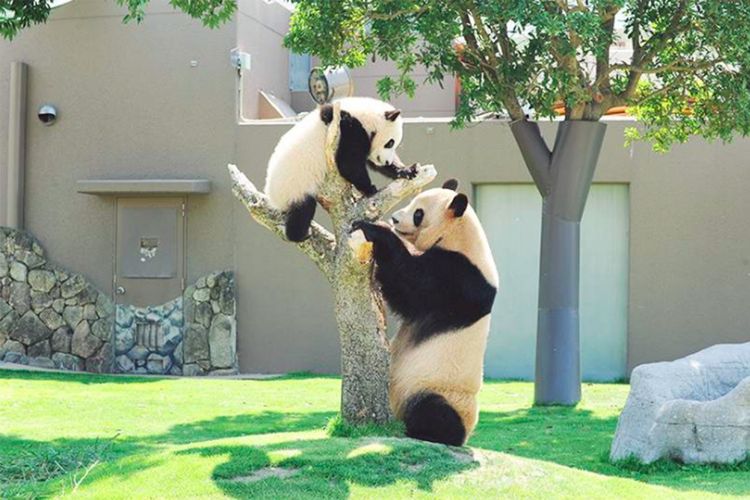 Melihat panda di Adventure World, Kota Shirahama, Wakayama, Jepang.