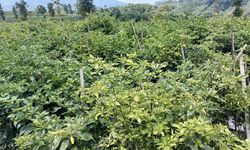 Jadi Kabupaten Penyangga, Banjarnegara Pasok Belasan Ton Cabai ke Jabodetabek Setiap Hari