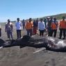 Sempat Hidup, Hiu Tutul Terdampar di Purworejo Akhirnya Mati, Akan Dikubur Pakai Alat Berat