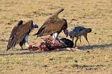 537 Burung Bangkai Mati Keracunan setelah Memakan Bangkai Gajah