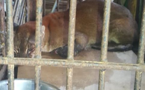 Indonesian Golden Cat Dies in Captivity in West Sumatra