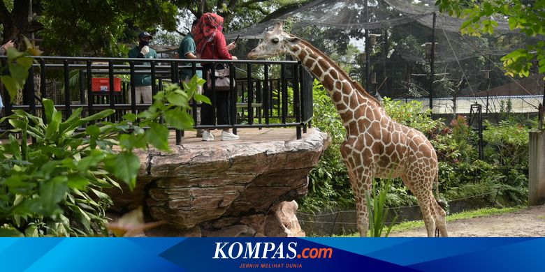 Kisruh Bandung Zoo: Pajak, Sengketa Lahan, dan Pengelolaan yang Tersembunyi