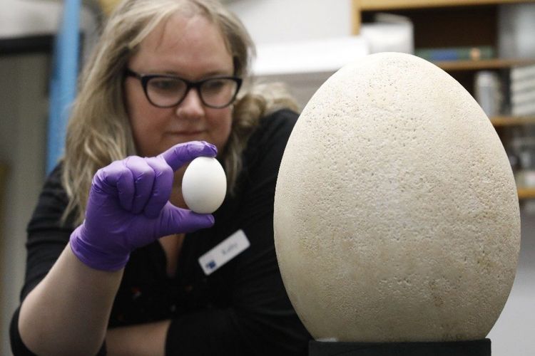 Kathryn Leacock, direktur Buffalo Museum of Science, memegang telur ayam untuk membandingkan ukuran telur burung gajah. Telur ini sudah ada di museum sejak 1939, namun tidak pernah dipajang karena dianggap replika. Hasil penelitian membuktikan telur ini benar-benar asli. 