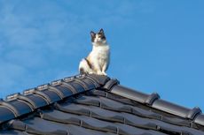 4 Cara Mencegah Kucing Liar Naik ke Atap Rumah