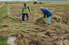 Sawah Mulai Mengering, Sebagian Petani di Cirebon Memilih Panen Dini
