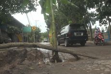 Protes Jalan Rusak, Warga Tanam Pohon Pisang di Tengah Jalan