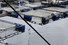 Terdampak Cuaca Ekstrem, 45 Ton Ikan Mati di Danau Maninjau