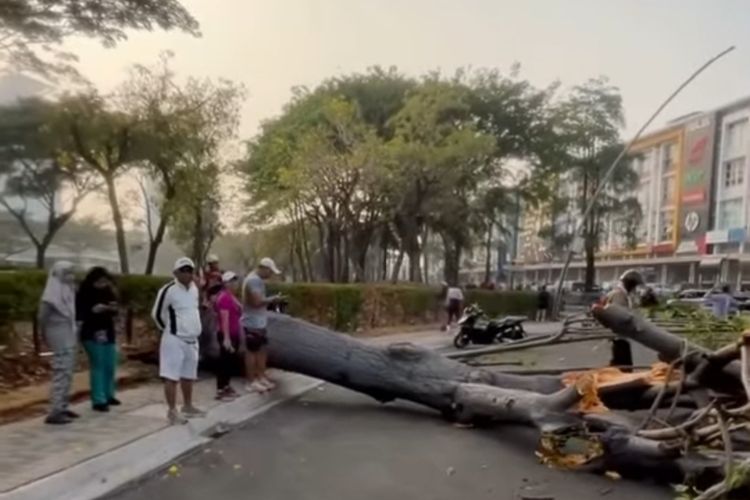 Pohon Kapuk Tumbang Saat CFD di Summarecon Bekasi, Dua Orang Terluka