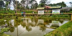 Musim Kemarau, Petani Bali Tetap Produktif Berkat Embung