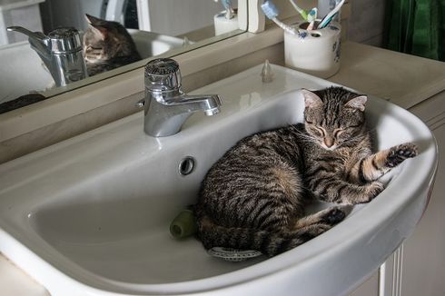 4 Alasan Kucing Peliharaan Senang Tidur di Wastafel Kamar Mandi