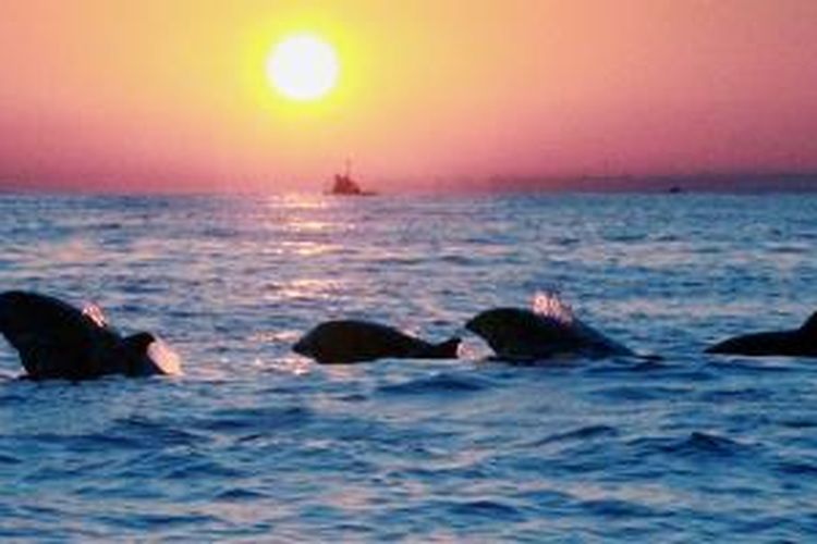 Barisan lumba-lumba terlihat di perairan Lovina, Bali. Mereka biasa muncul ke permukaan beberapa saat setelah matahari keluar