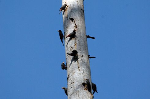 Ratusan Burung Jalak di Inggris Jatuh dan Mati di Jalanan, Kok bisa?