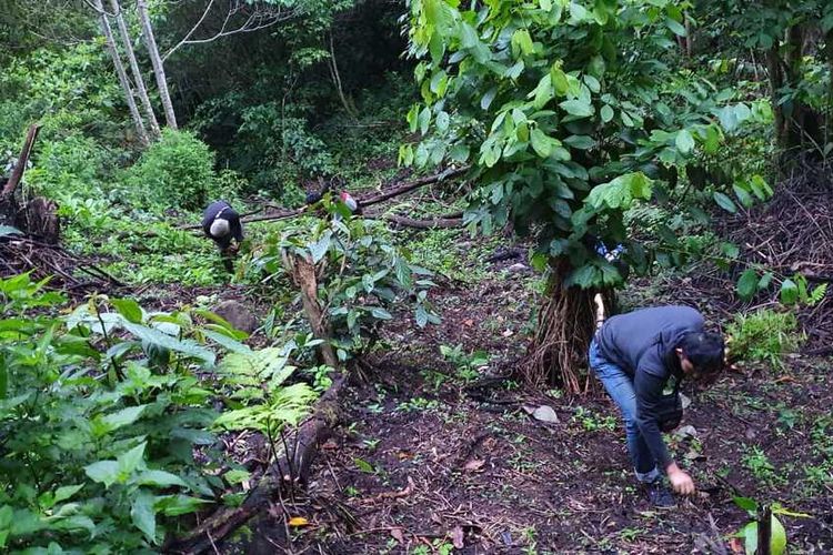Ladang ganja seluas tiga hektare ditemukan petugas perbukitan Talang Padi Ampe, kota Pagaralam, Sumatera Selatan. Dari penemuan tersebut, petugas mengamankan tiga orang, yang satu diantaranya berinisial R sebagai kurir, Jumat (17/1/2020).