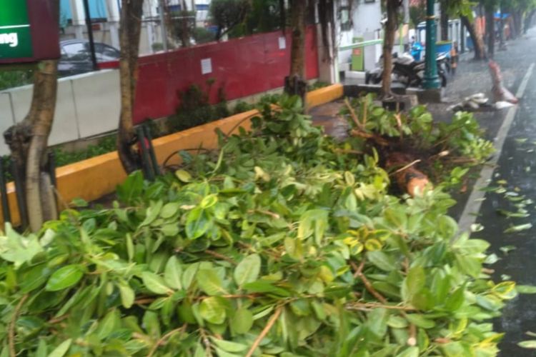 Pohon tumbang akibat hujan deras dan angin kencang di Jalan Matraman Raya, Jakarta Timur, Kamis (22/11/2018)