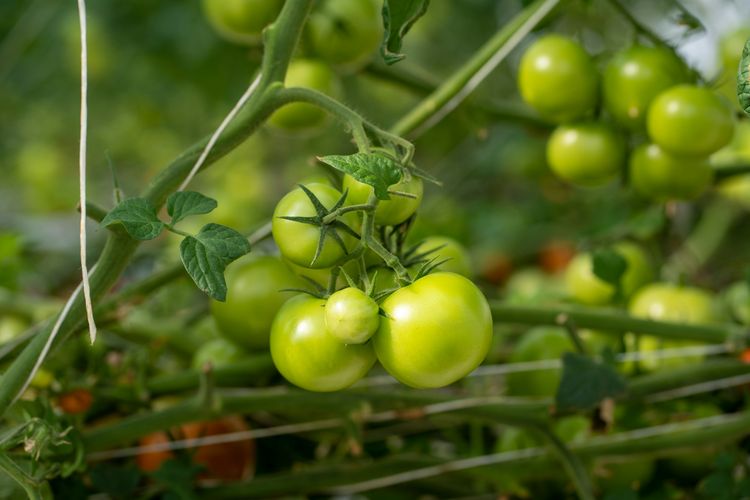 Ilustrasi tanaman tomat gagal matang atau masih hijau.