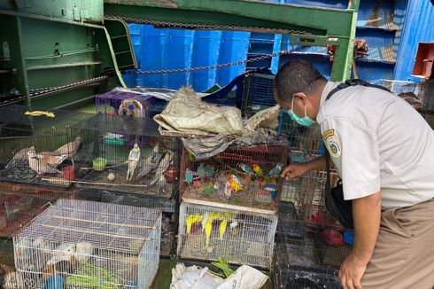 Petugas Gagalkan Penyelundupan 83 Burung dan 10 Anjing dari Surabaya ke NTT via Perbatasan RI-Timor Leste