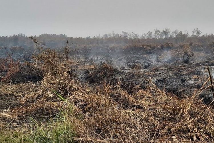 Lahan gambut hangus terbakar menjadi pemandangan yang kerap tampak di tepi kiri-kanan jalan di Palangkaraya pada musim kemarau 