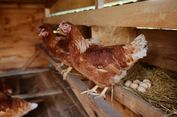'Cage Free Eggs', Mengangkat Isu Kesejahteraan di Sebutir Telur