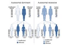 Kelainan Manusia yang Terkait Autosom: Dominan dan Resesif