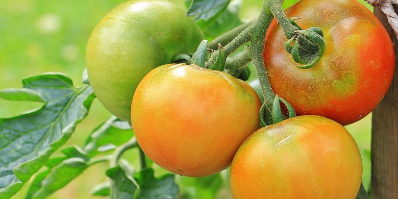 Obat untuk busuk daun tomat