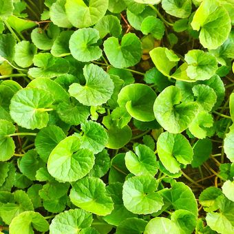 Ilustrasi tanaman pegagan (Centella asiatica).