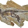 Temuan Dinosaurus Neornithischian Baru di China: Pulaosaurus Qinglong