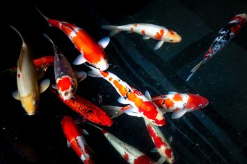 5 Peluang Bisnis Ikan Hias yang Berpotensi Menghasilkan Keuntungan Menjanjikan